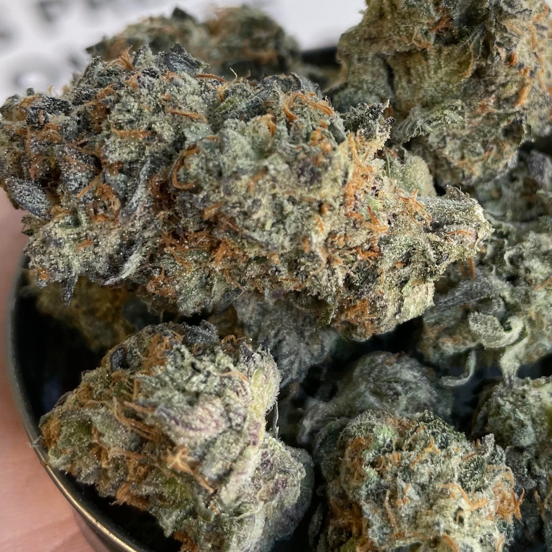 Ursa Major (Indica)